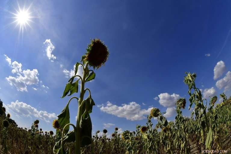 Europe Faces Record Heatwave: Forest Fires and Barbecue Bans Amid Rising Temperatures