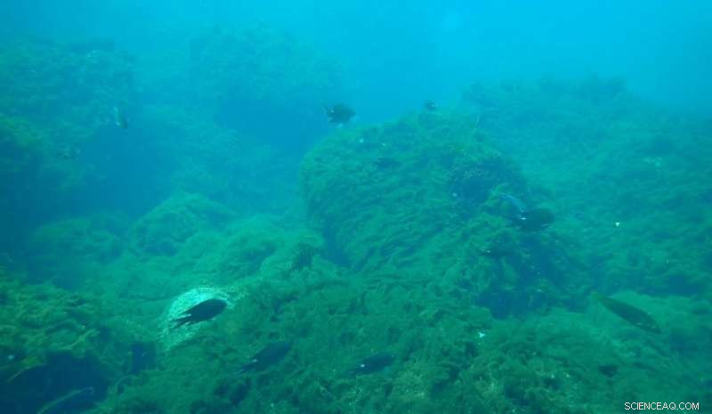 New Study Reveals Ocean Acidification Severely Threatens Marine Ecosystems