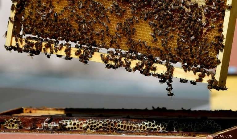Beekeepers Help Monitor Rome s Air Quality from Rooftops