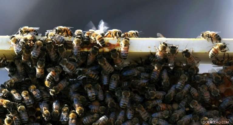 Beekeepers Help Monitor Rome s Air Quality from Rooftops