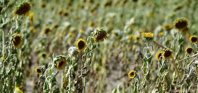 Germany s Breadbasket Suffers Record Drought, Threatening Food Security