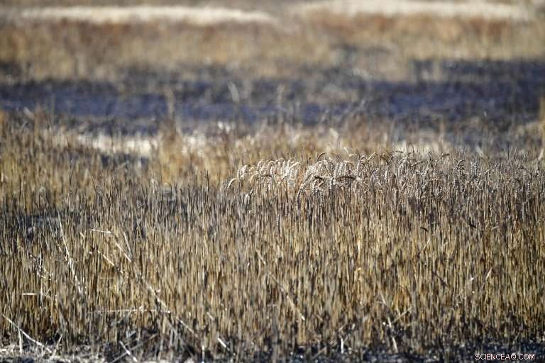 Germany s Breadbasket Suffers Record Drought, Threatening Food Security