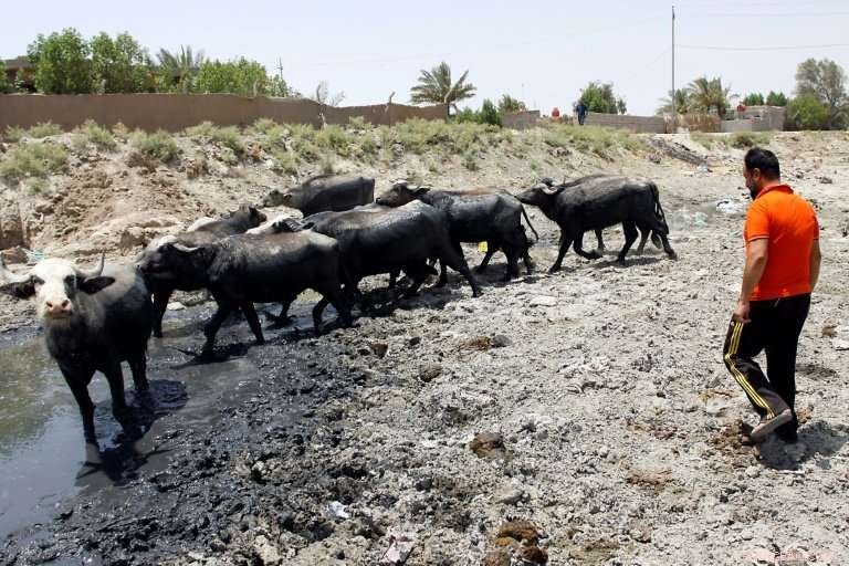 Iraq’s Farmers Battle Drought to Protect Cattle