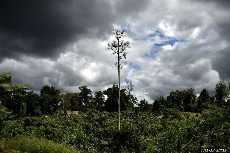 Global Witness Calls on China to Strengthen Oversight of Illegal Timber Imports