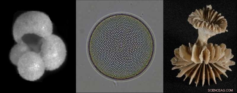 Ancient Carbon Leak Could Have Warmed Earth for 11,000 Years, Shaping Human Civilization