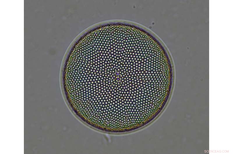 Ancient Carbon Leak Could Have Warmed Earth for 11,000 Years, Shaping Human Civilization