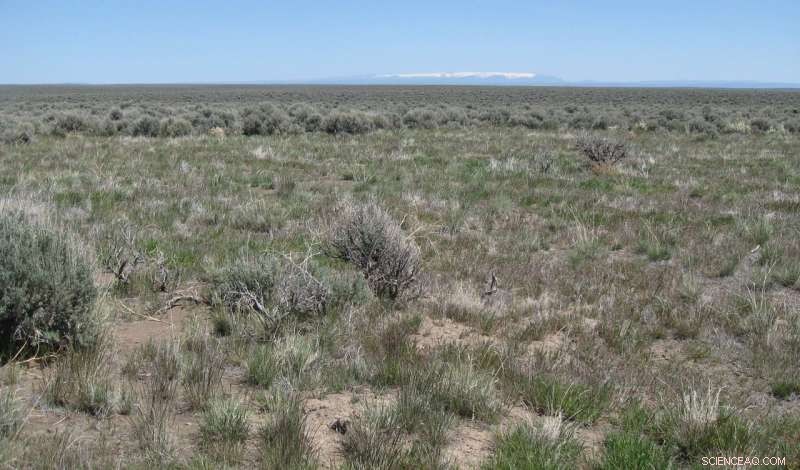 Controlled Fires Boost Sagebrush Steppe Health, OSU Study Finds