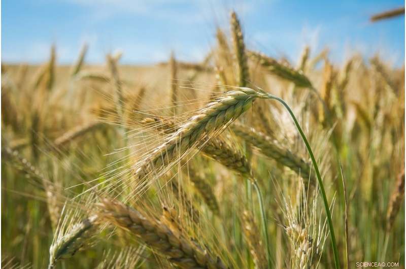 Climate Taxes on Agriculture: Potential to Exacerbate Food Insecurity Beyond Climate Change