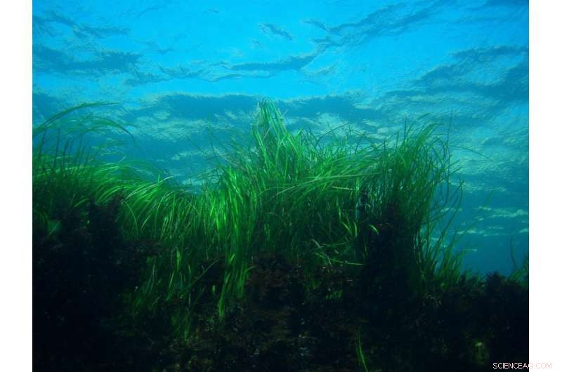 Can Seagrass Reduce Ocean Acidification? New Research Insights