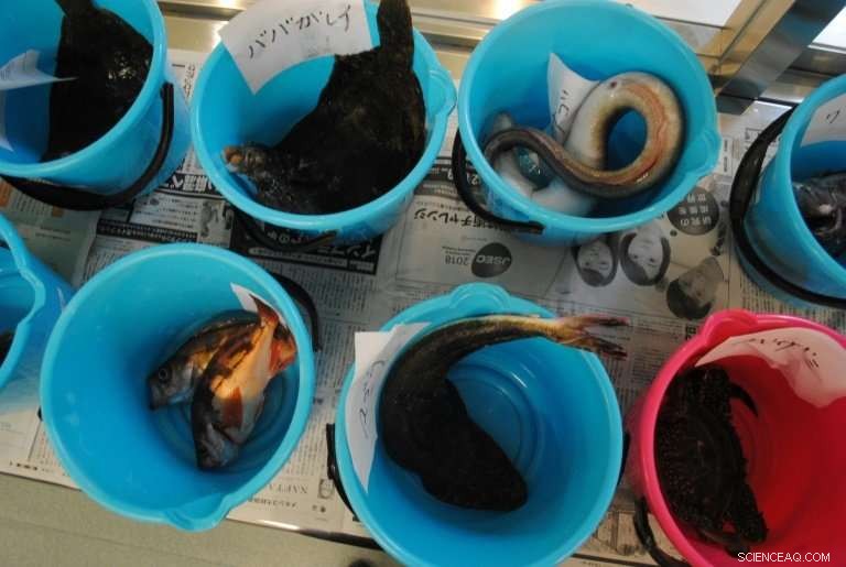 Restoring Confidence: How Fukushima Farmers Are Rebuilding Trust in Their Produce