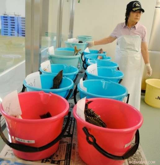 Restoring Confidence: How Fukushima Farmers Are Rebuilding Trust in Their Produce