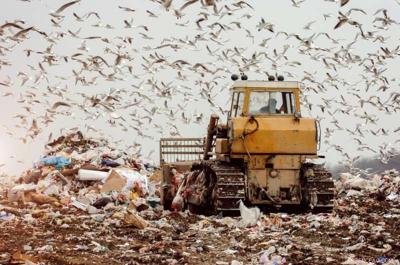 Landfills  Plastic Buffet Threatens Bird Health and Reproduction