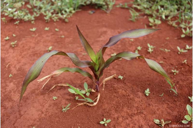 Beyond pH: How Lime Shapes Soil Phosphorus Availability