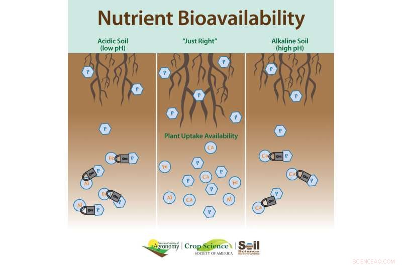 Beyond pH: How Lime Shapes Soil Phosphorus Availability