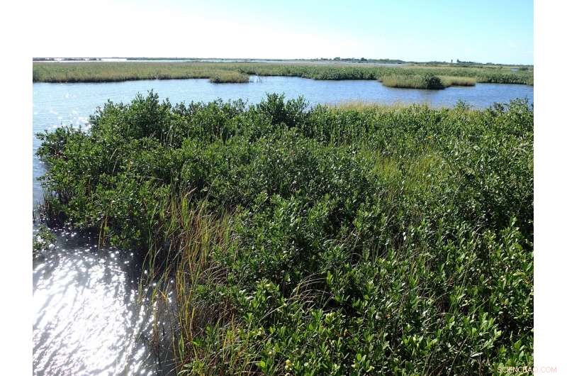 Global Mapping of Blue Carbon in Mangrove Ecosystems