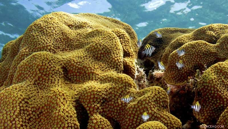 Research Finds Certain Corals May Adapt to Climate Change