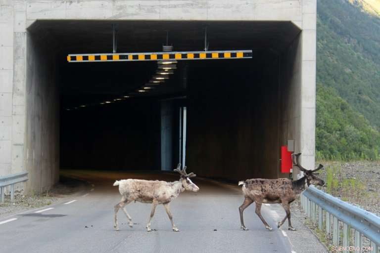 Record Arctic Heat Forces Reindeer Into Cool Tunnels, Raising Road Safety Concerns