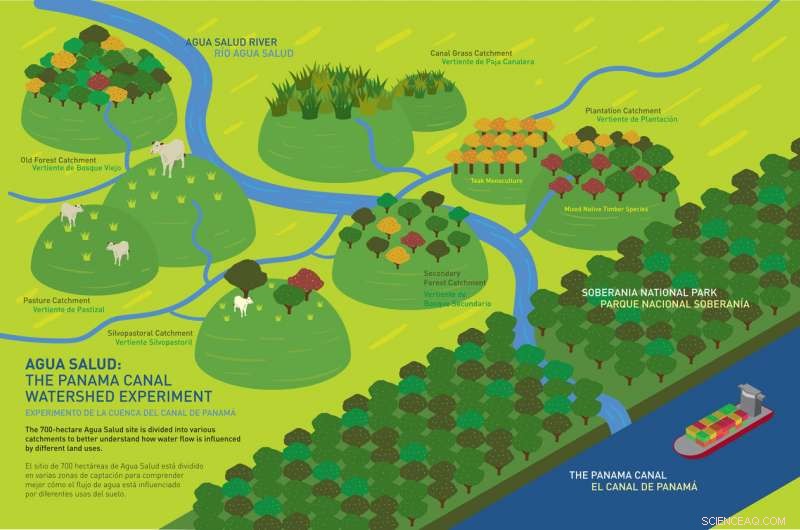 Tropical Trees: Species-Specific Strategies for Nutrient Acquisition
