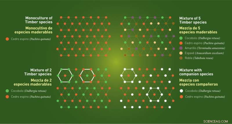 Tropical Trees: Species-Specific Strategies for Nutrient Acquisition