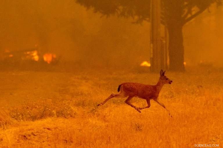 California Wildfire Tragedy: Another Fatality Amid Carr Fire Devastation