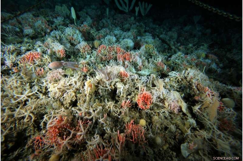 Mapping Antarctica’s Hidden Biodiversity: Unexpected Lifeforms Revealed in the Southern Ocean