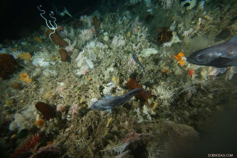 Mapping Antarctica’s Hidden Biodiversity: Unexpected Lifeforms Revealed in the Southern Ocean
