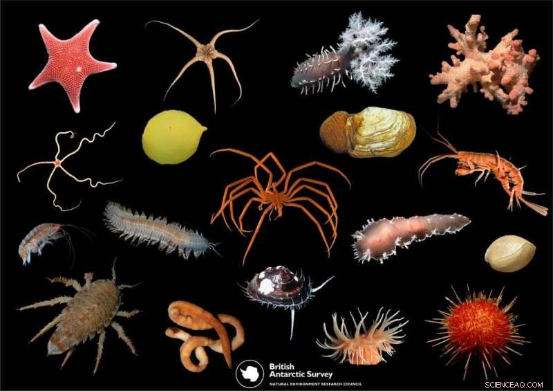 Mapping Antarctica’s Hidden Biodiversity: Unexpected Lifeforms Revealed in the Southern Ocean
