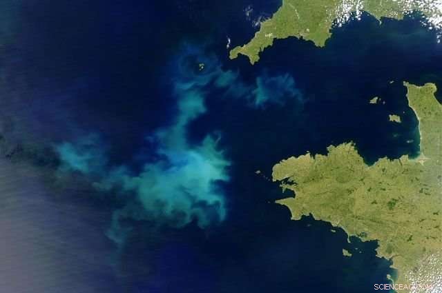 How Carbon‑Rich Oceans Influence Coccolithophore Health: New Research Insights