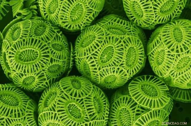 How Carbon‑Rich Oceans Influence Coccolithophore Health: New Research Insights