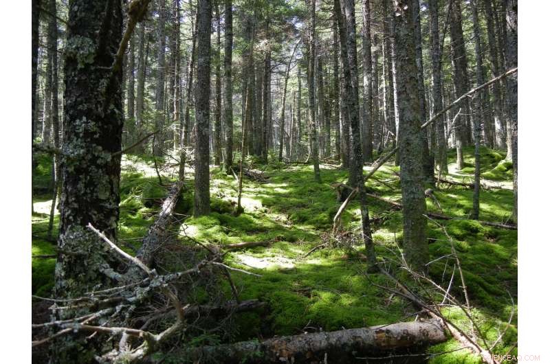 Climate Change and Wetter Weather Reduce Forest Soil Methane Absorption