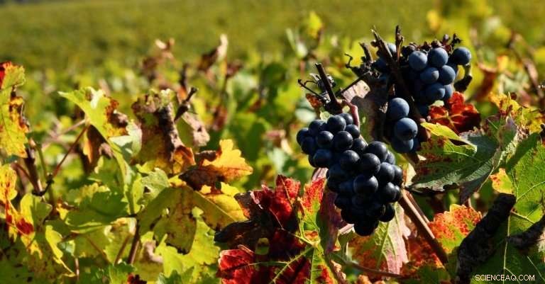 Hot Weather Offers Hope to French Vineyards Amid Unpredictable Harvests