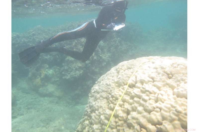 Corals Show Growing Resilience to Rising Ocean Temperatures