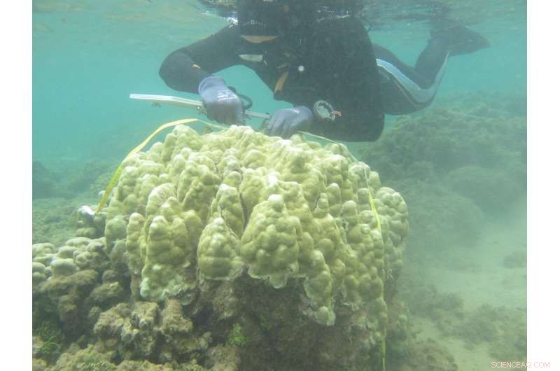 Corals Show Growing Resilience to Rising Ocean Temperatures