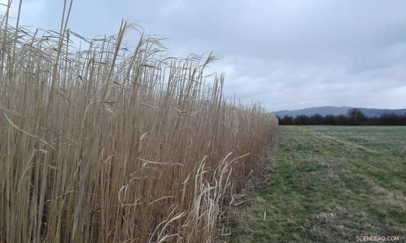 Forests Are Vital to Keeping Climate Change Below 1.5°C