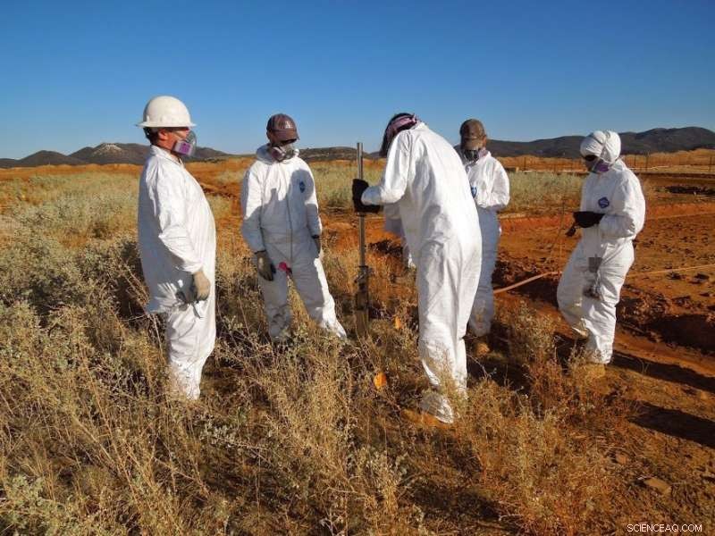 P. juliflora Shrub Roots Sequester Arsenic from Mine Tailings: A Groundbreaking Study