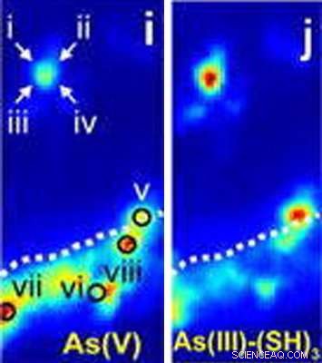 P. juliflora Shrub Roots Sequester Arsenic from Mine Tailings: A Groundbreaking Study