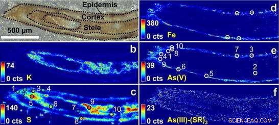 P. juliflora Shrub Roots Sequester Arsenic from Mine Tailings: A Groundbreaking Study