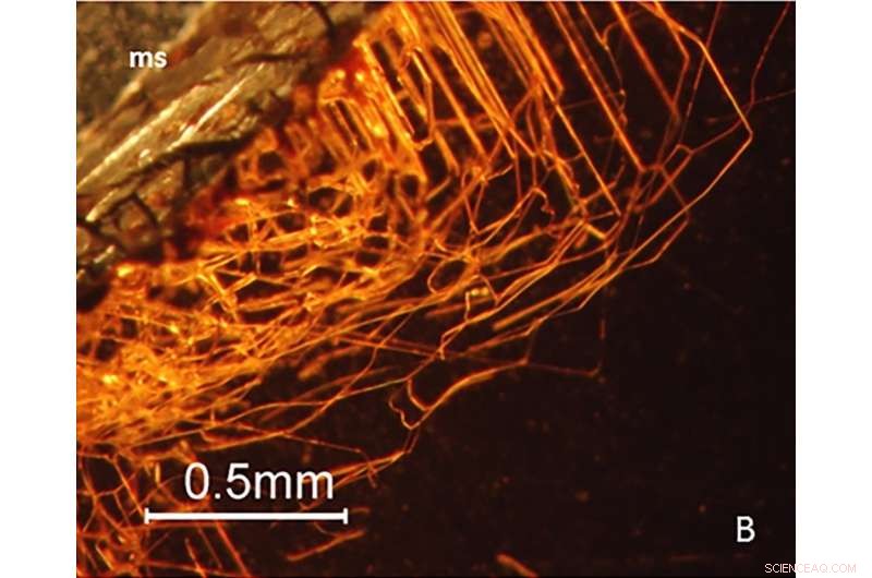 Microbial Boring Creates Tiny Tunnels in Garnet Crystals