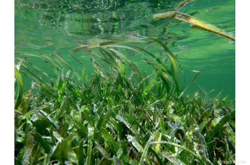 Seagrass: Key to Biodiversity, Fisheries, and a Sustainable Planet