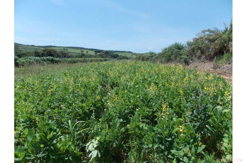 Sweet Potato Cultivation: Navigating the Soil Nitrogen Challenge