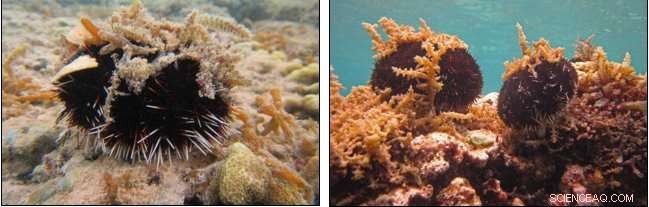 Research Uncovers Reliable Method to Control Algae on Hawaiian Coral Reefs