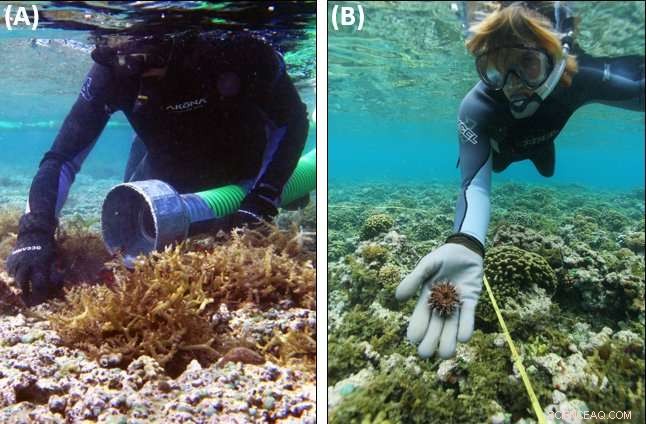 Research Uncovers Reliable Method to Control Algae on Hawaiian Coral Reefs