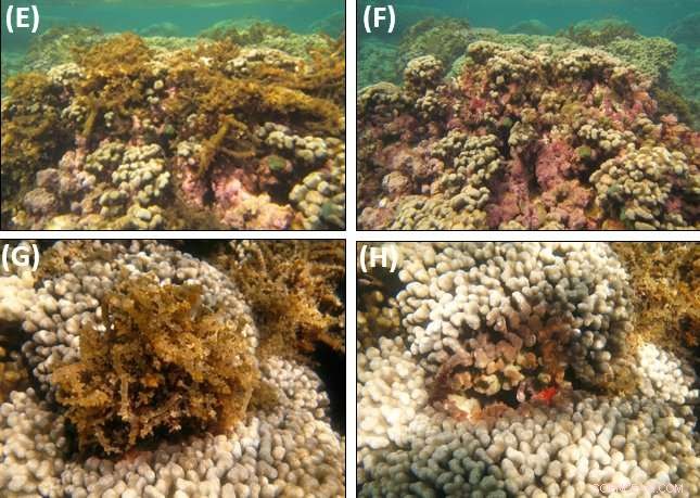Research Uncovers Reliable Method to Control Algae on Hawaiian Coral Reefs