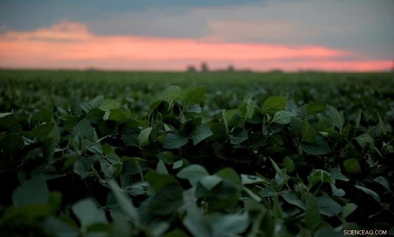 Brazil Grapples with Glyphosate Ban Amid Growing Controversy