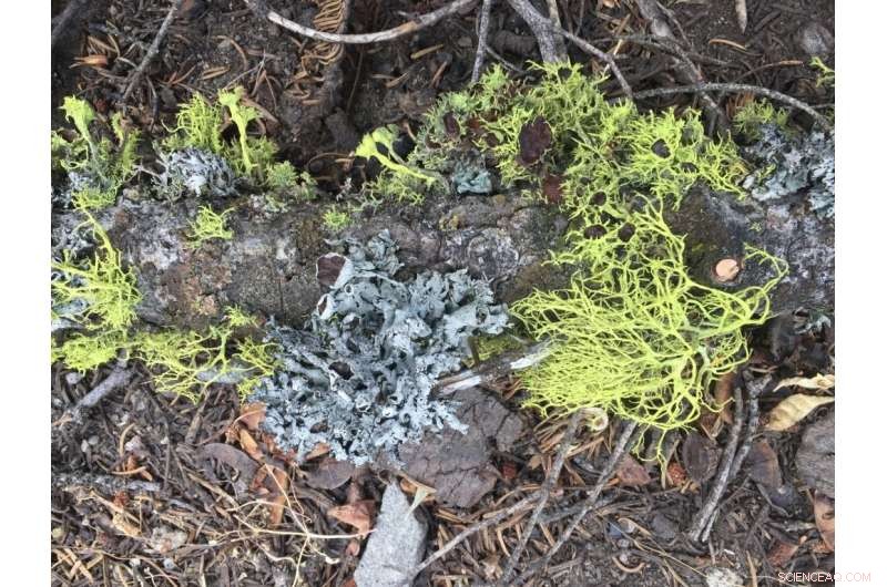 Lichen Declines Years After Wildfire: Long-Term Ecological Impact
