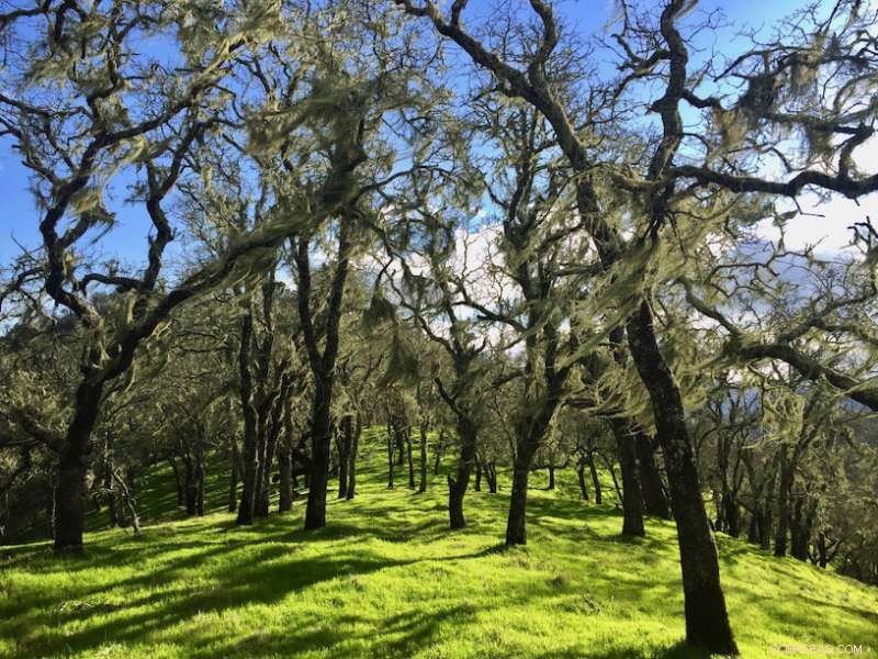 Lichen Declines Years After Wildfire: Long-Term Ecological Impact