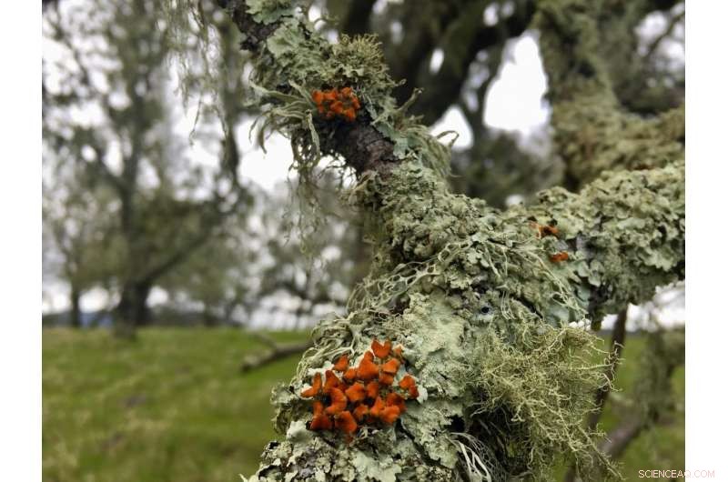 Lichen Declines Years After Wildfire: Long-Term Ecological Impact