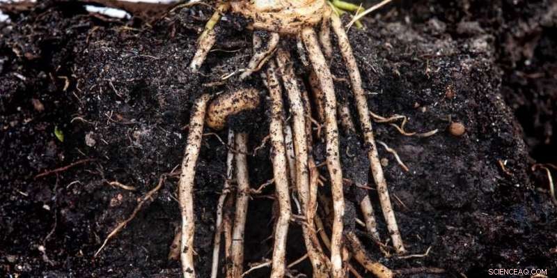 Listening to Roots and Worms: A Novel Acoustic Monitoring Technique