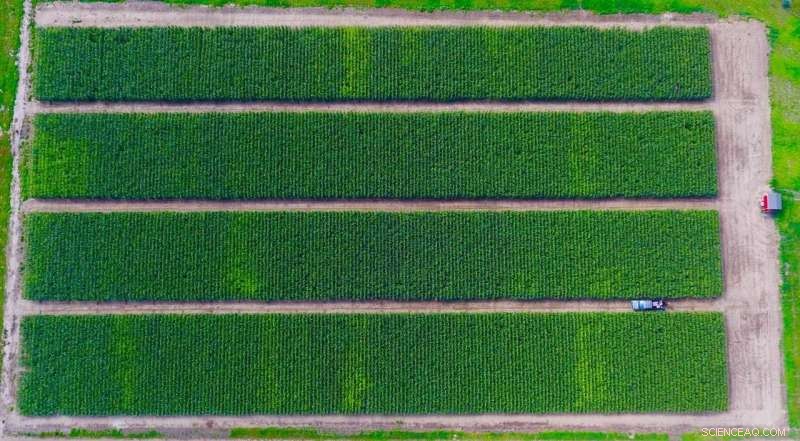 Study Finds North American Diets Demand More Land Than Available