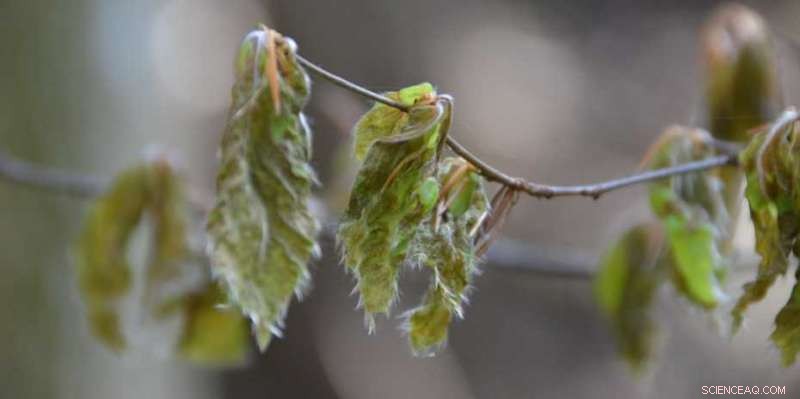 Climate Change Heightens Frost Threat to Forests